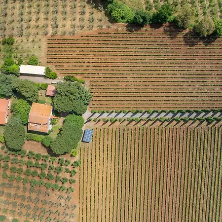 La Sassetta Bibbona